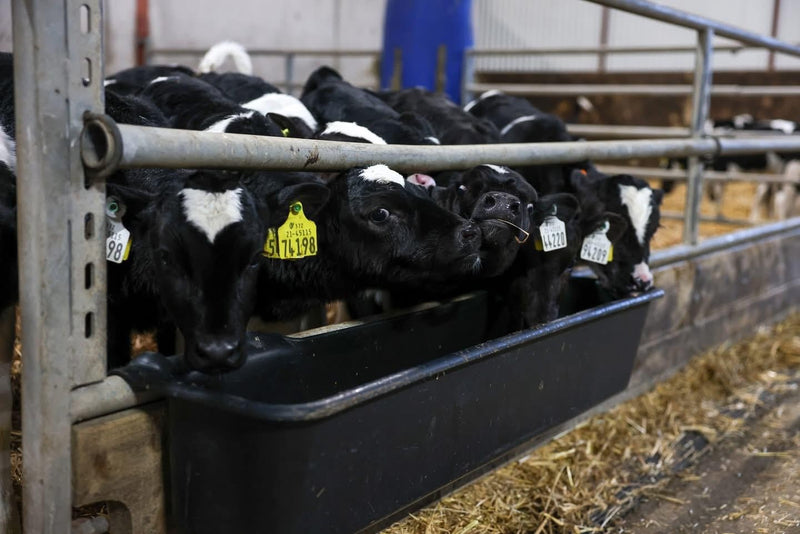 CT3734 -  Animal Feed Trough 50Ltr