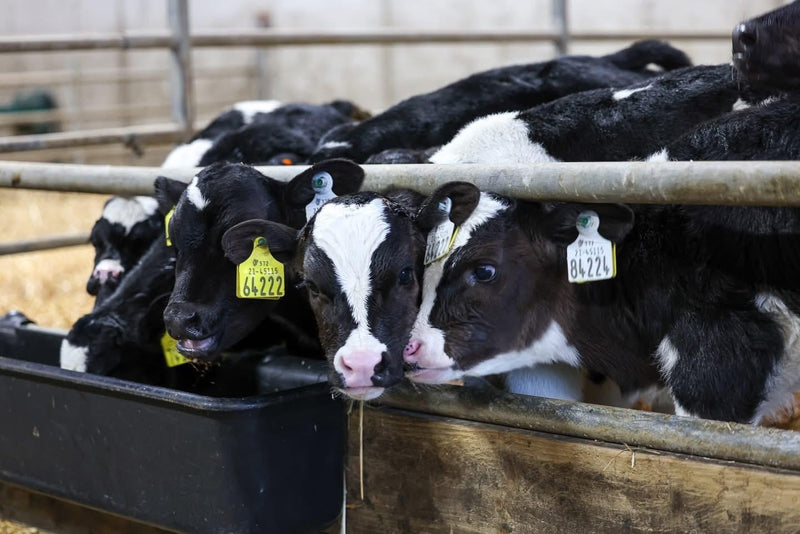 CT3734 -  Animal Feed Trough 50Ltr