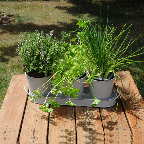 CT5702 - 3pc + Tray Herb Pot