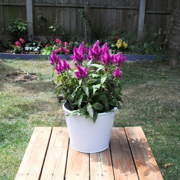 CT5703 - 5L Flower Bucket